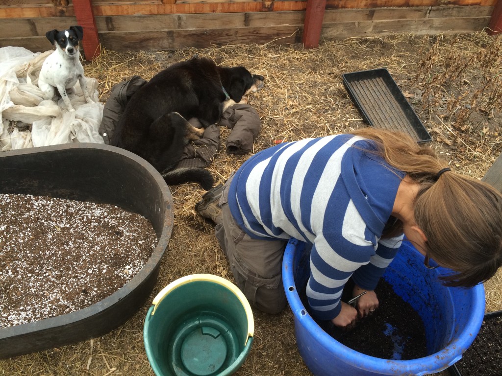 making soil blocks for seed starting - a mix made from compost we made last year, Perlite, peat moss, lime, blood meal, green sand, and rock phosphate