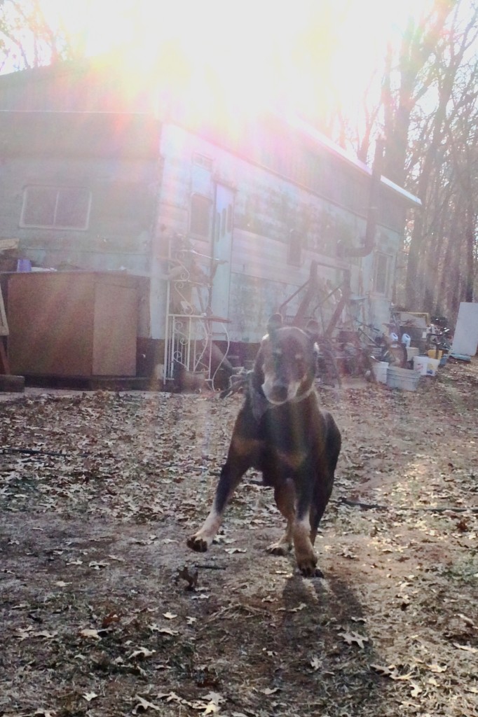 Cleo may be almost 15 & a bit limpy, but she still loves life on the farm