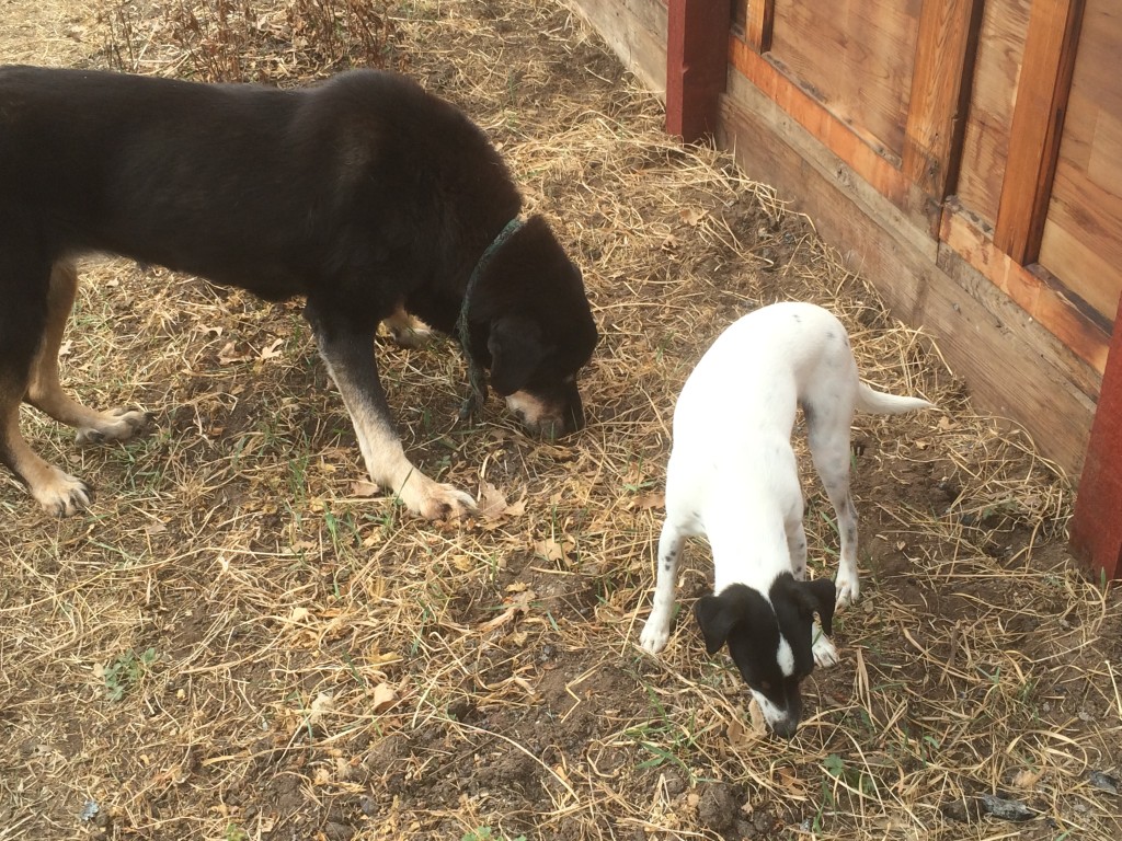 dogs grazing on the crab grass coming up in the greenhouse, long before it appeared outdoors