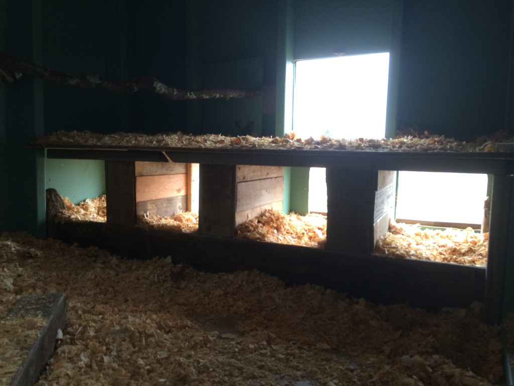 new nesting boxes from inside the coop