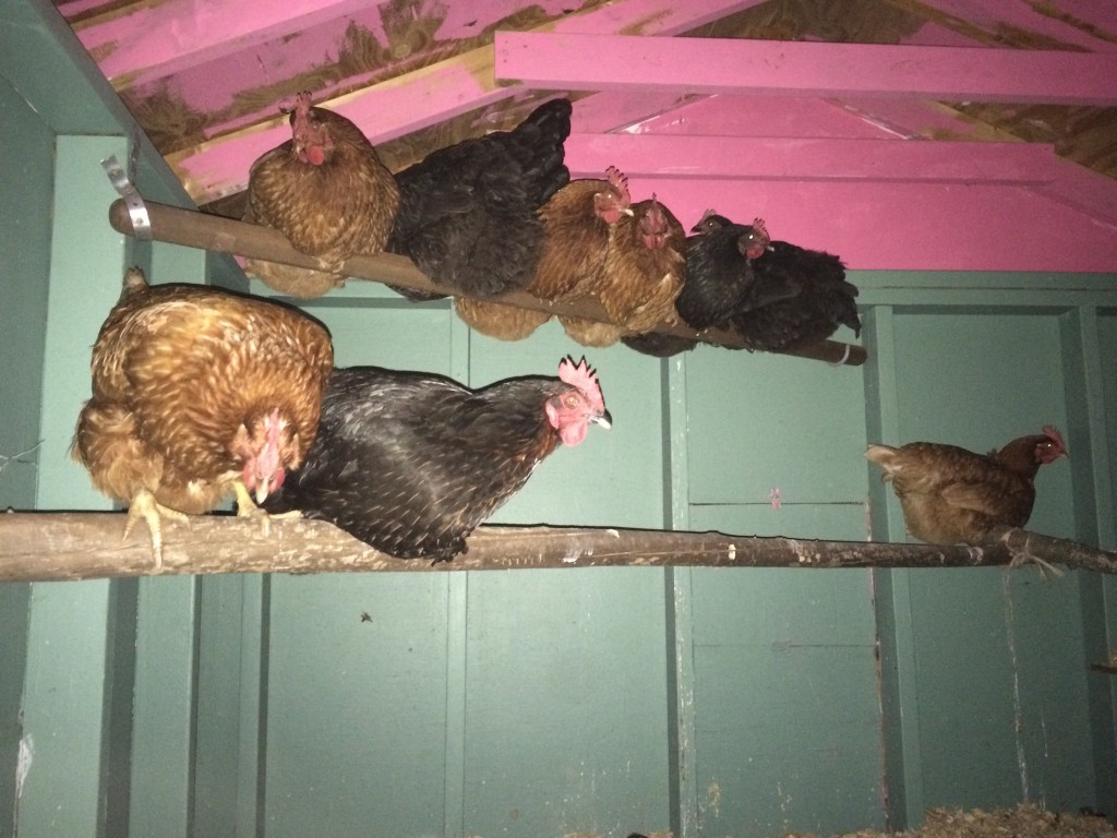 the hens, minus Broody McBrooderson who hangs out alone on her own perch, off camera