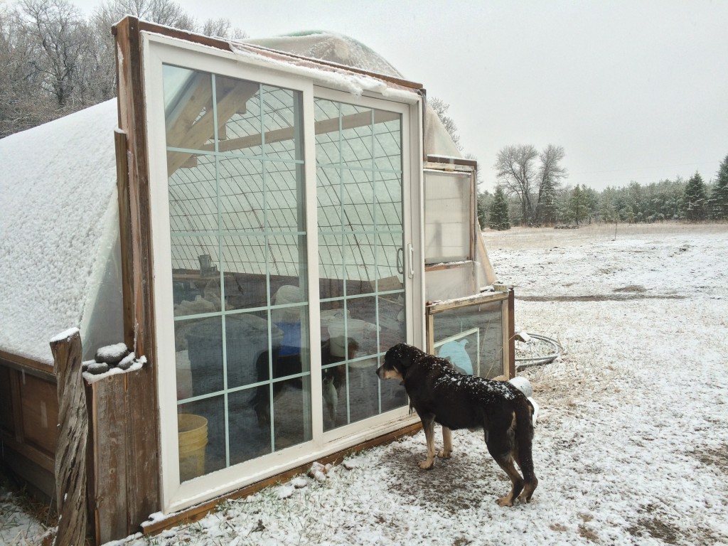 Cleo is over the cold & ready to enjoy the Greenhouse Effect