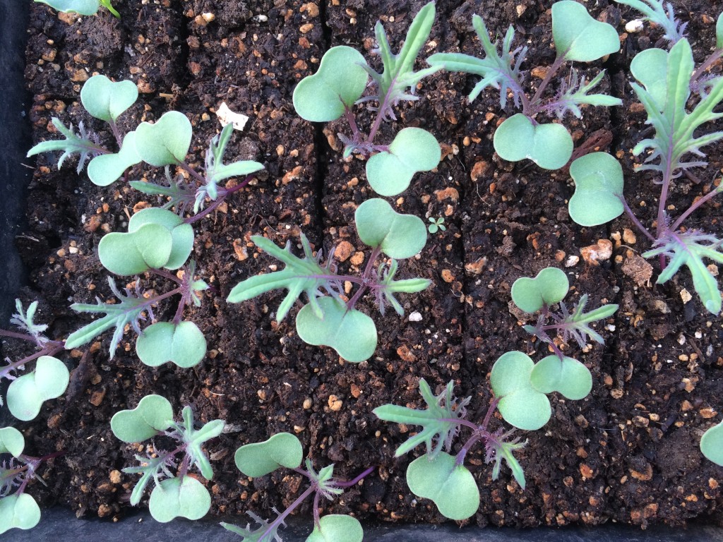 you've heard of Baby Kale - this is Newborn Kale