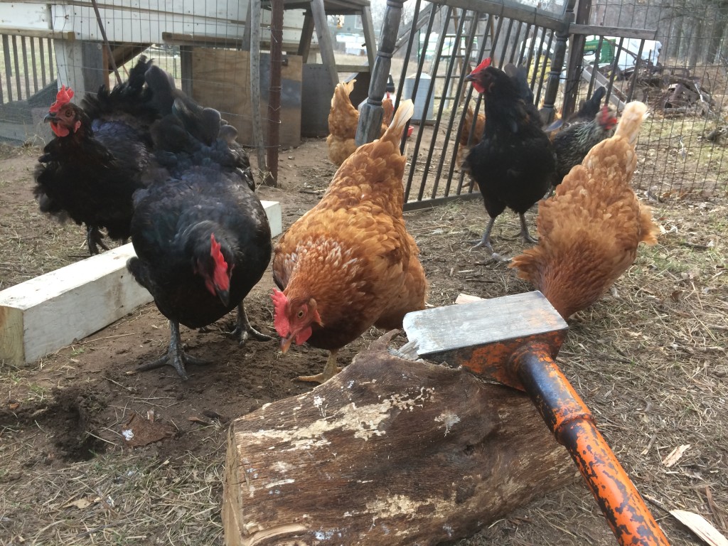 the hens run toward the axe on our farm - because it means we're breaking some carpenter ant treats out of a log