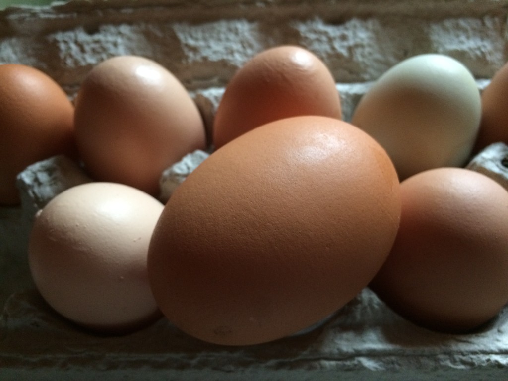 suspected double-yolker, and the biggest egg we've ever seen. Scientists theorize this was the consequence of Broody McBrooderson eating a bunch of venison sausage.