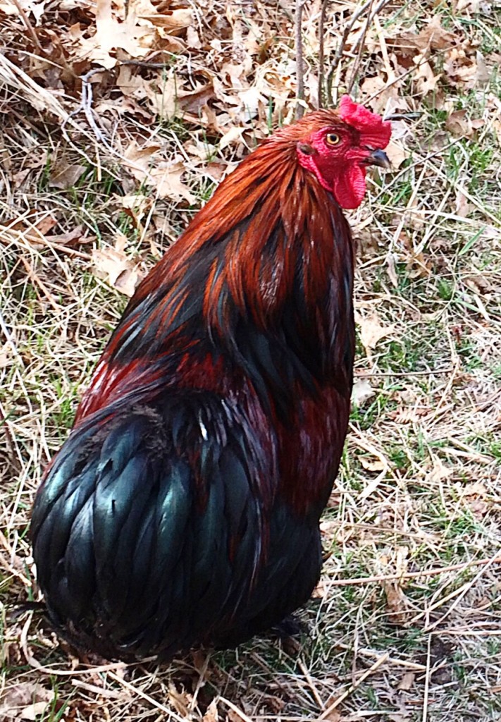 Pepe, our new rooster - he's in heaven here