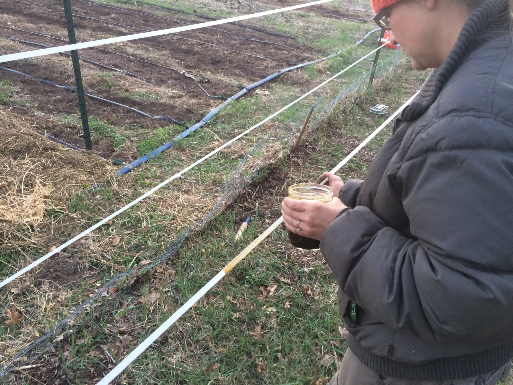 baiting the electric fence with sweet syrup, so deer learn to fear it