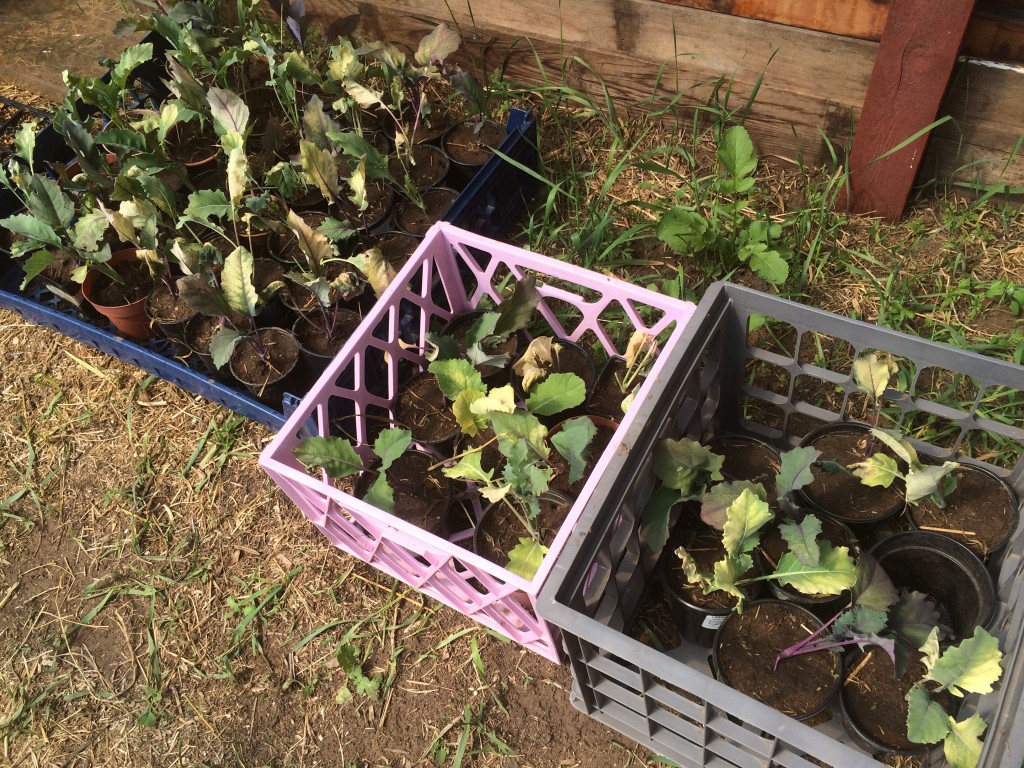 casualties of the Vole War - de-rooted kohlrabi in the hospital after being taken back in from the front (aka field)