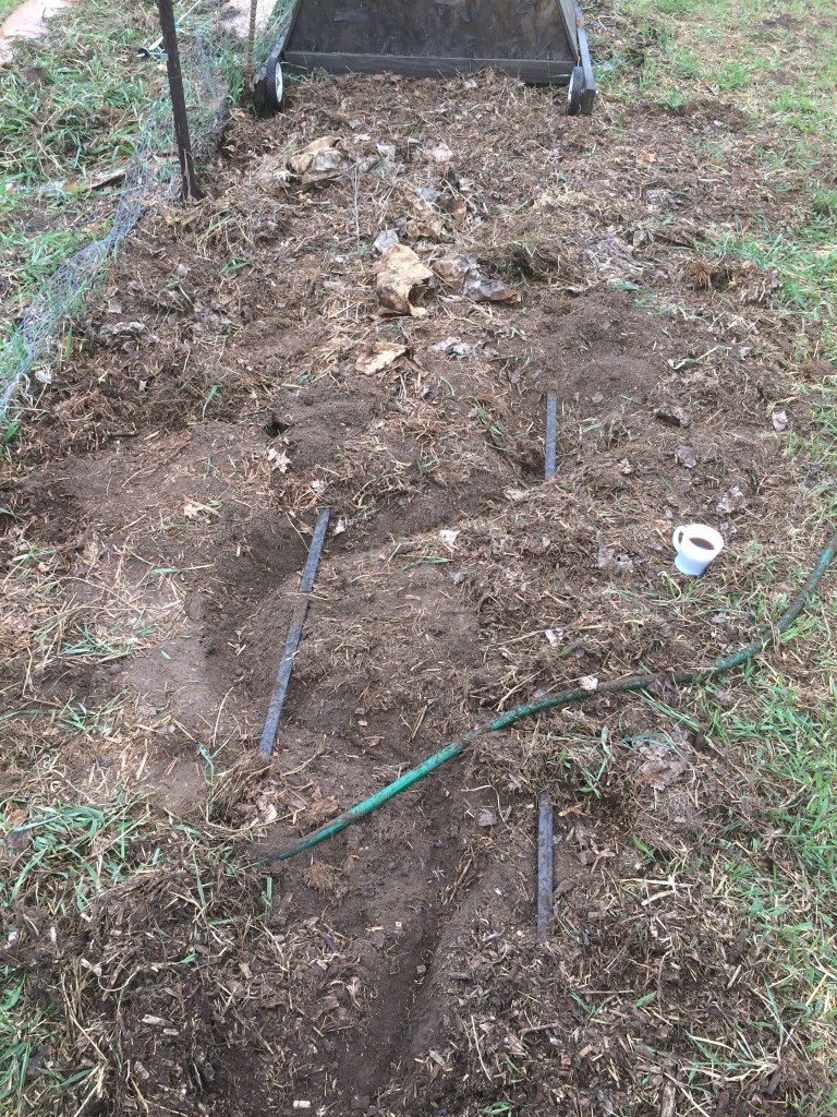 meandering vole tunnel down last year's potato rows