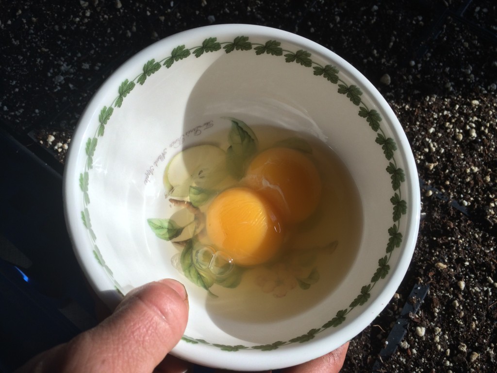 the giant egg turned out to be a double yolker