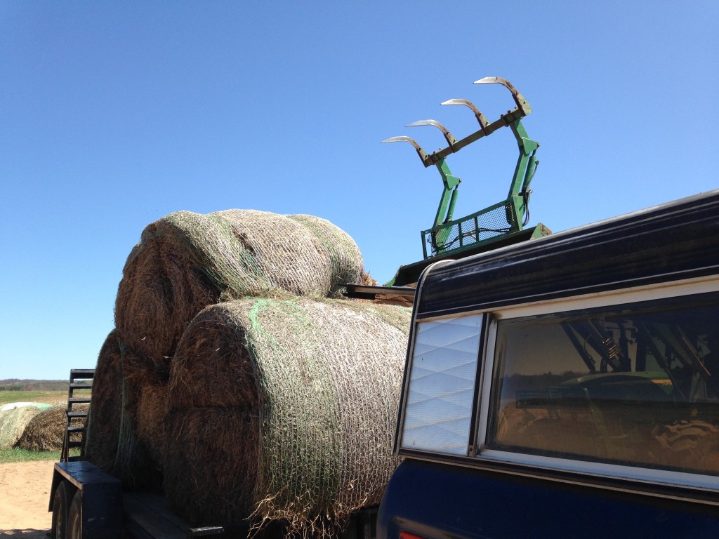 at a local farm getting loaded up with rounds of old hay for mulch 