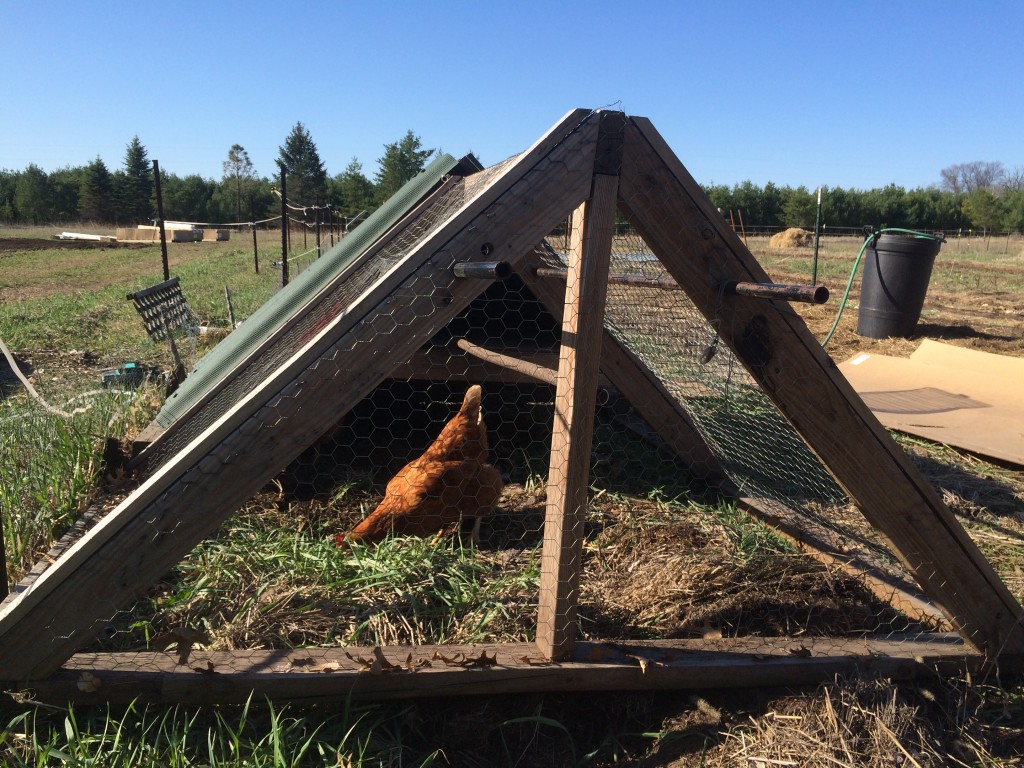 hens working in the field in one of the two chicken tractors