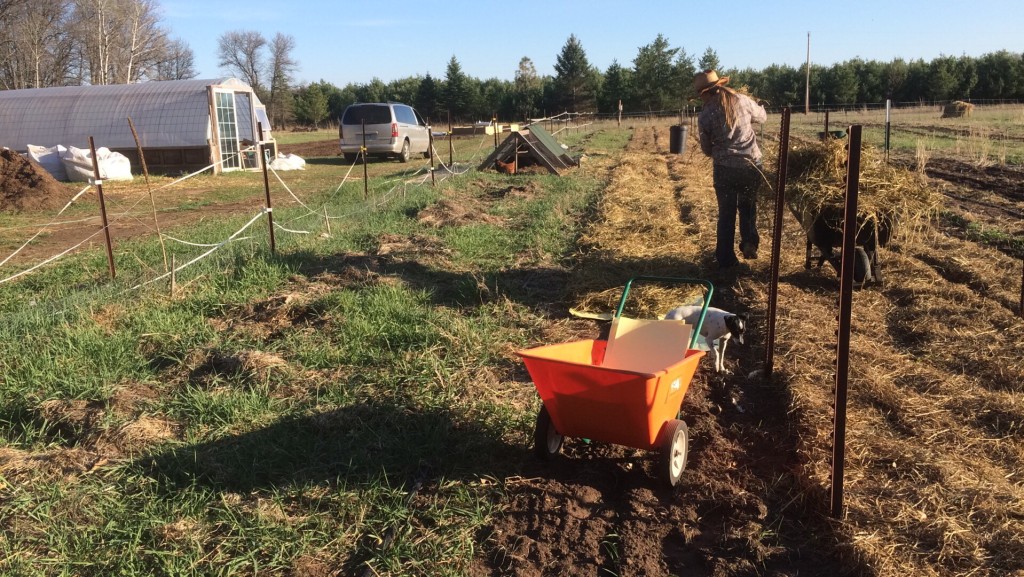 putting down a thick weed barrier and mulch