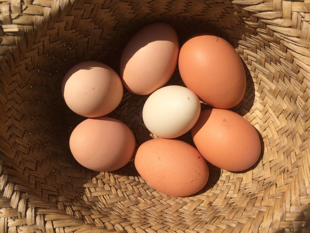 Olive started laying eggs again! (the yellow one in the middle)