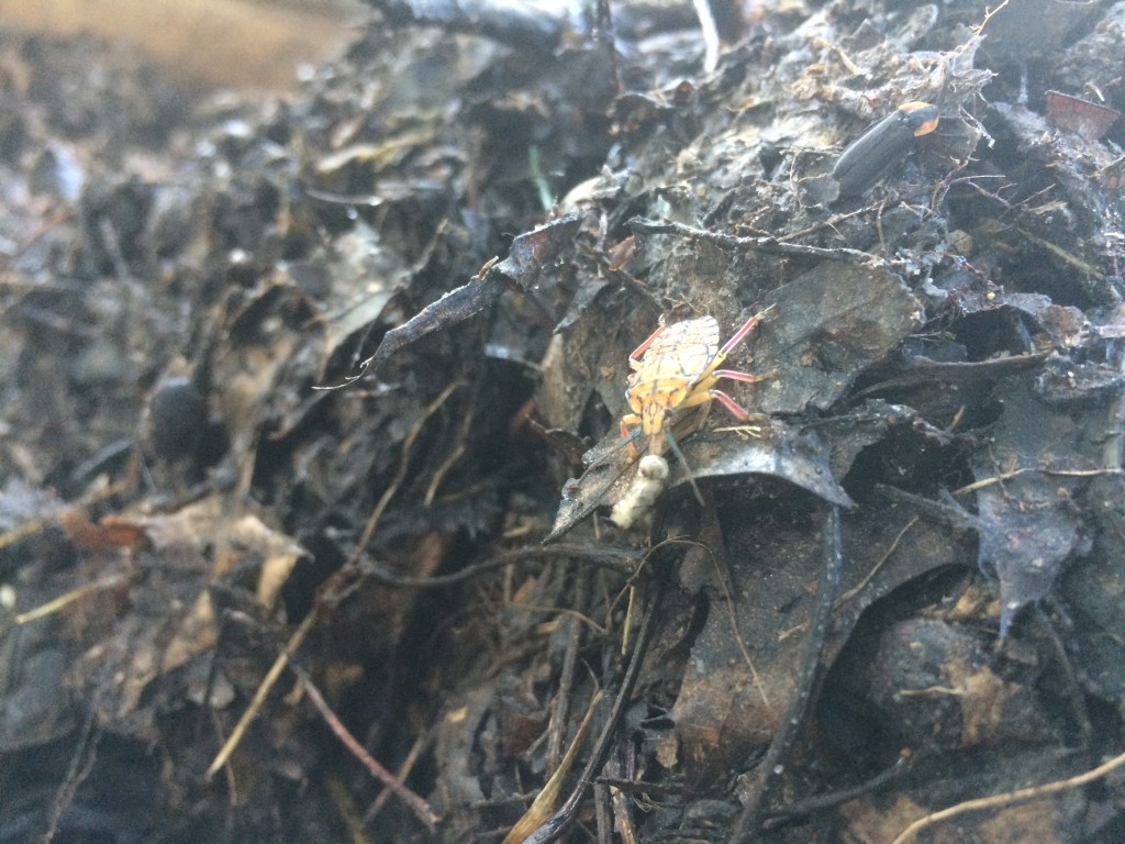 an assassin bug (?) sucking on a maggot in the compost pile