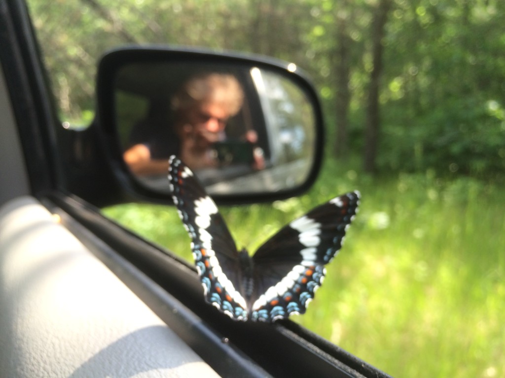 this butterfly hung out with us for a long drive through the woods