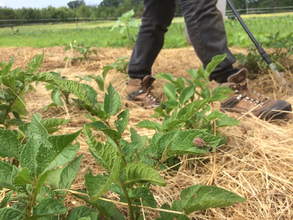 a predatory shield beetle devours a potato beetle larvae in the foreground, while Kristin sprays juiced potato beetles on the leaves to repel adults