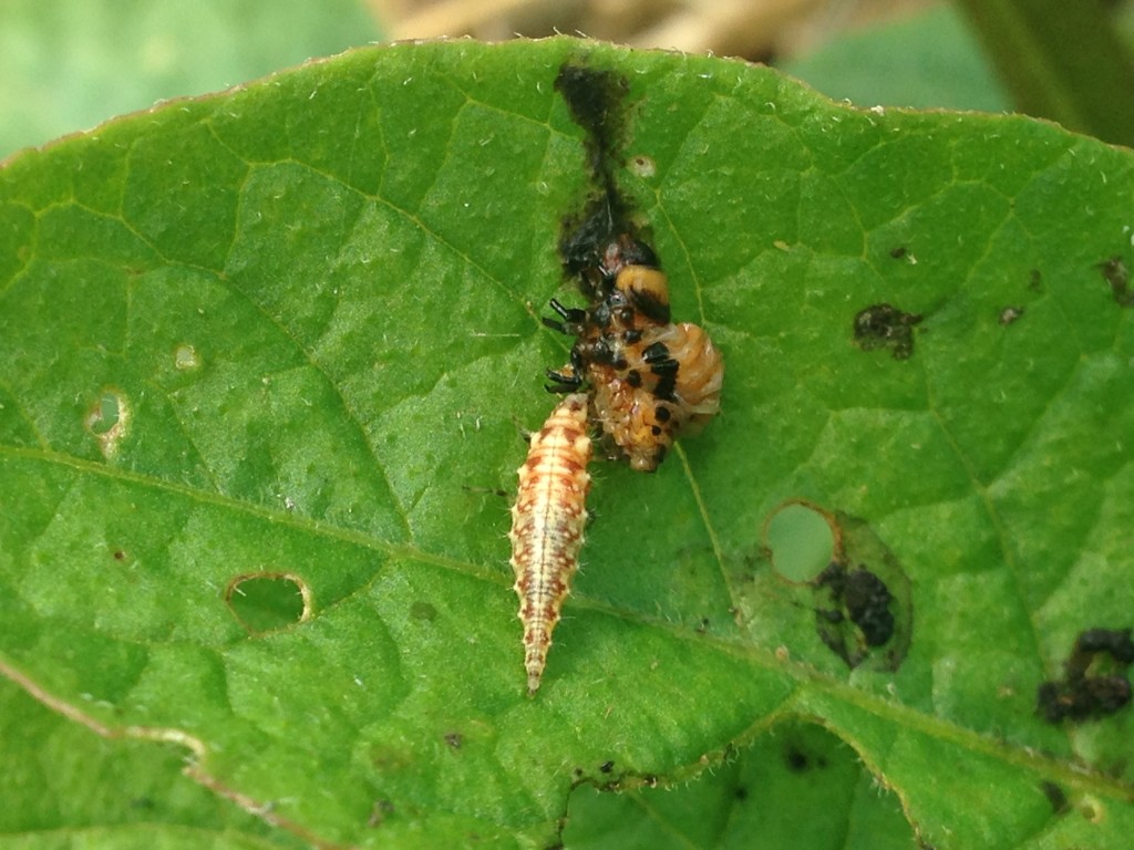 Lacewing larvae - insect predator, eating the remains of a squished potato beetle larvae