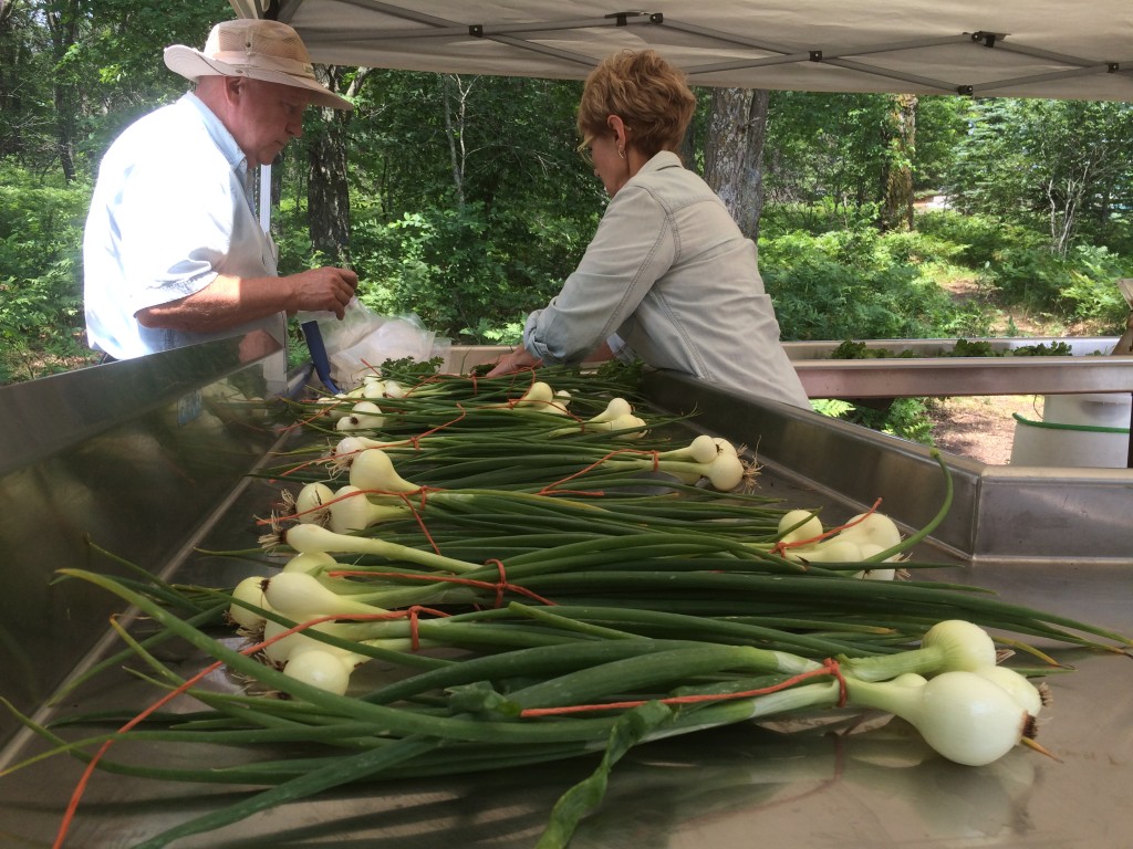 We're a family farm! Kristin's parents Jim & Deb Sehr helping out with harvest