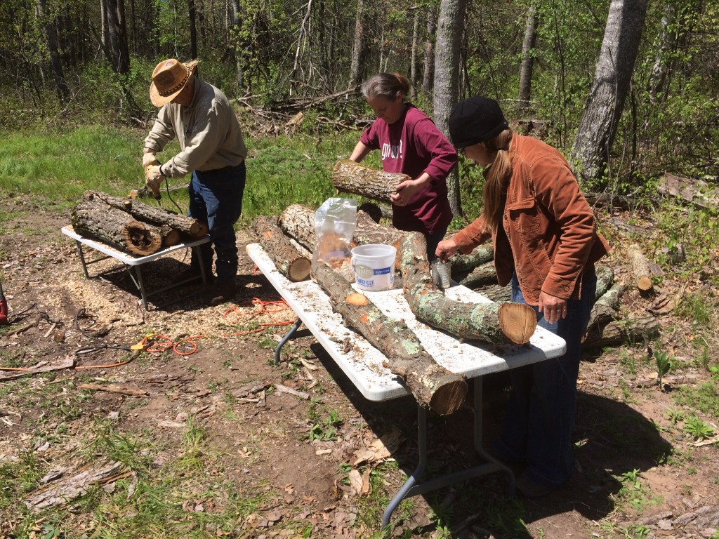 innoculating oak logs with shiitake mushroom spores with friends of the farm