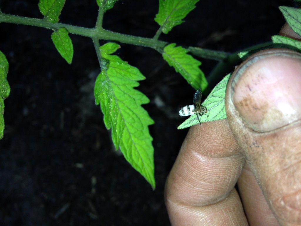 So, here is a zombie fly. It has been infected by a fungus that fills it to bursting, then hijacks its little brain and forces it to climb up in something tall, assume a specific position with its butt in the air and its proboscis stuck to a leaf, and then it finishes hollowing out its guts and bursts out in white bands between the segmented exoskeleton, in a spray of spores.