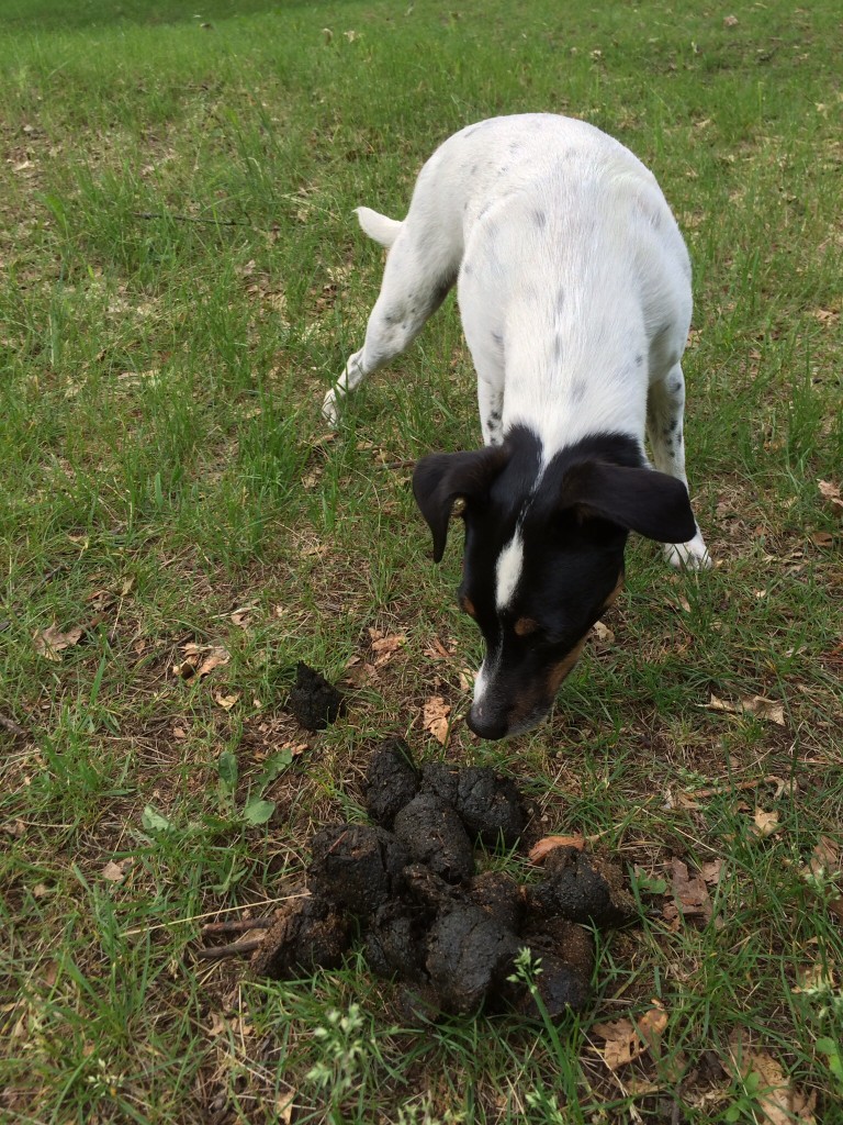 Does a bear poop in the woods? No, it poops in our front path