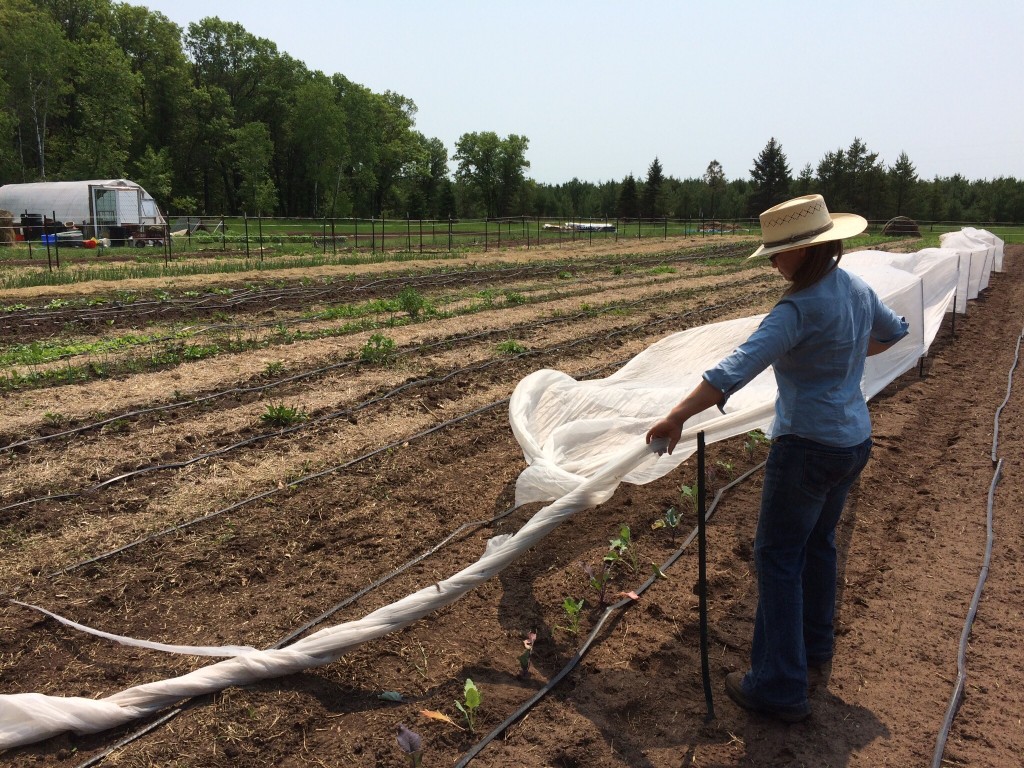 shielding tender transplants from a blazing afternoon