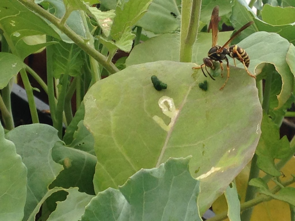 wasps are farmers' friends - here one is eating a cabbage looper worm that had been munching our leaves