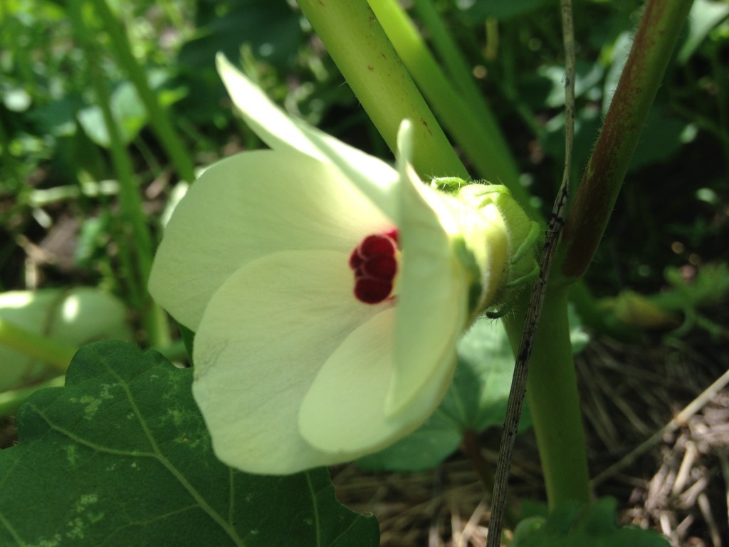 Okra has rad flowers