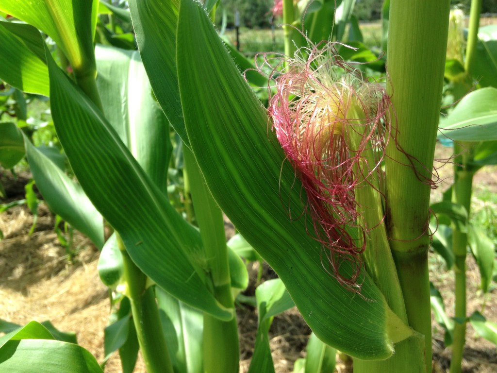 sweet corn silk