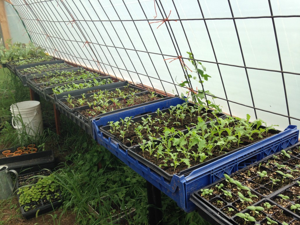 fall crops starting up in the greenhouse