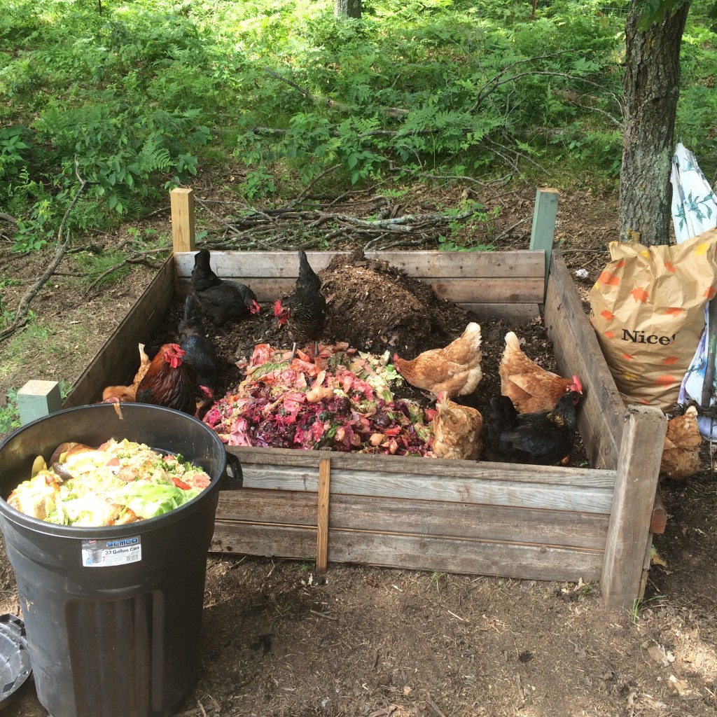 chickens working the compost pile