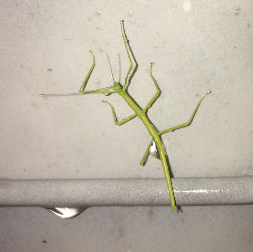 stick bug riding the storm out on a rainwater collection tank