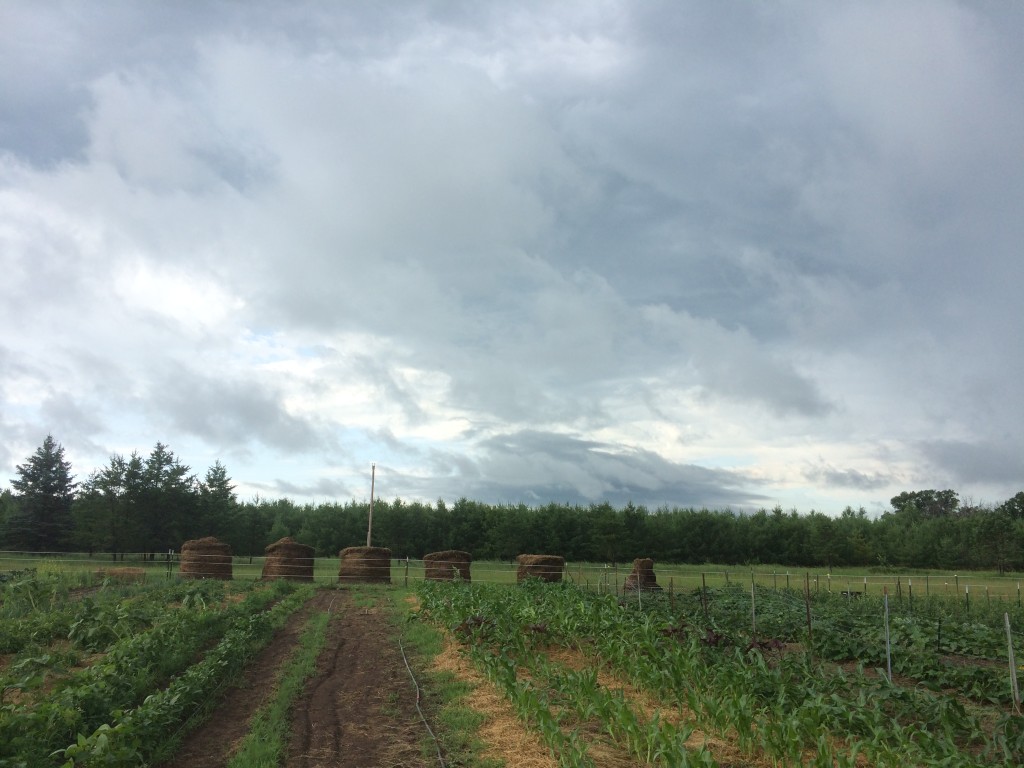 six of our serendipitous hay rounds