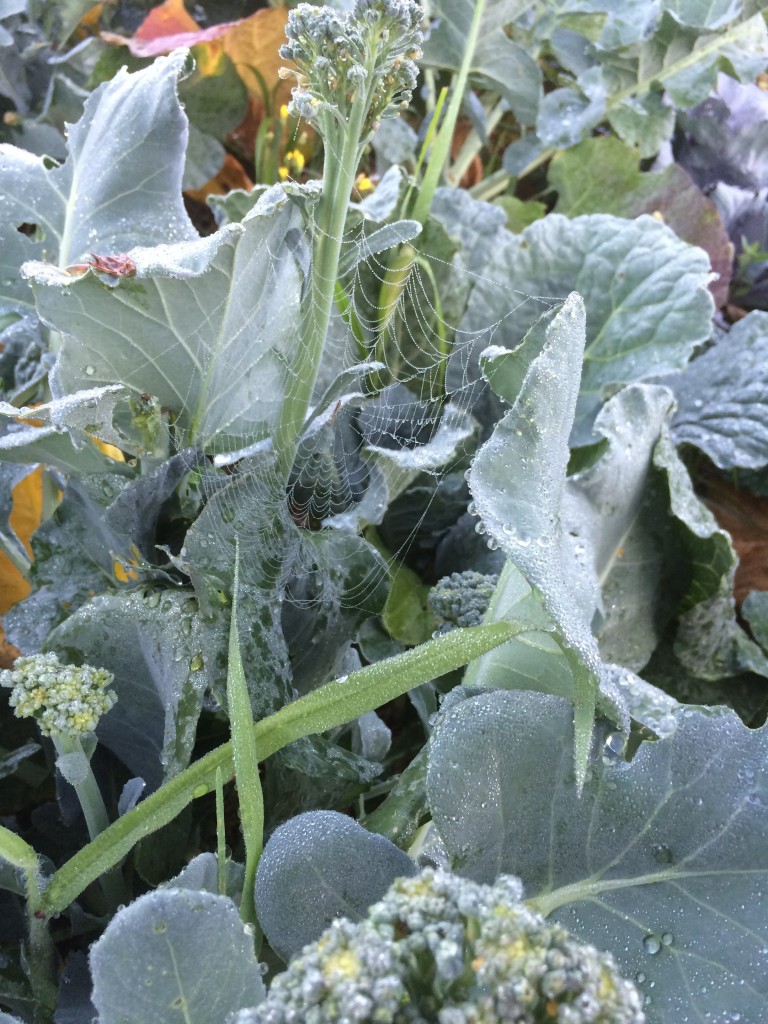 spider defending the broccoli