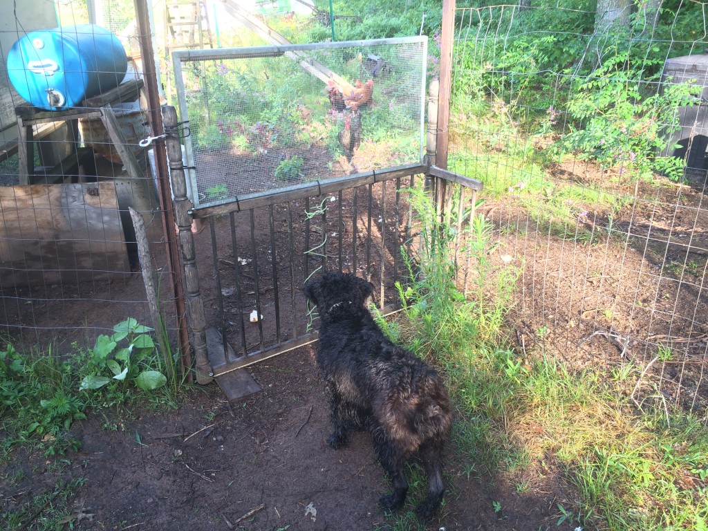 Neo wants the chickens' stale buns