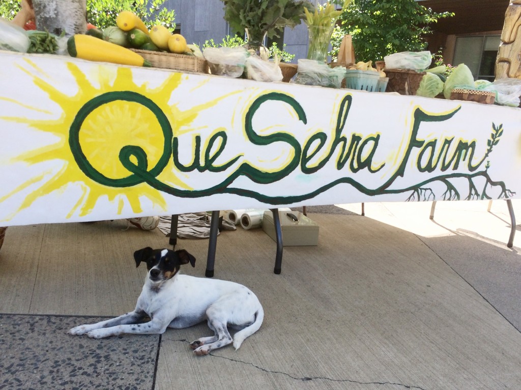 Widget came to the Farmer's Market for the first time on Saturday!