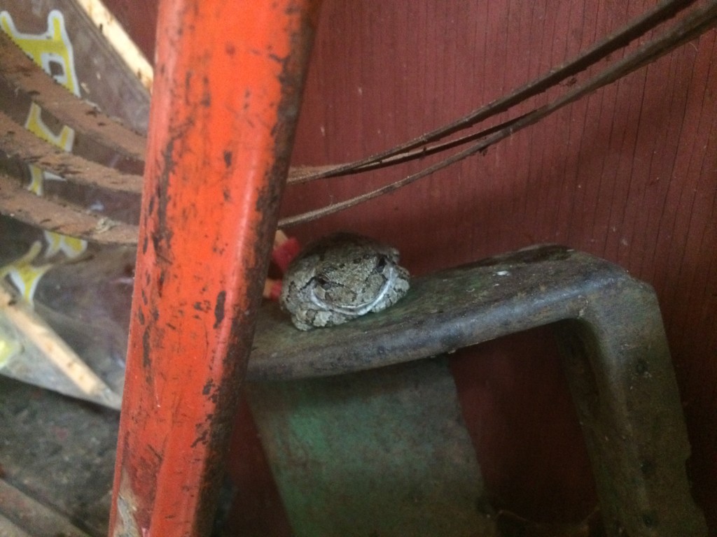 the old tool shed is filled with moths that fly out in your face whenever the door is opened. The fattest tree frog I've ever seen lives in there, feasting upon them.