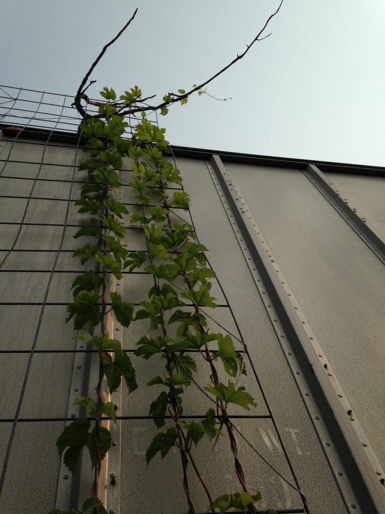 climbing hop vines