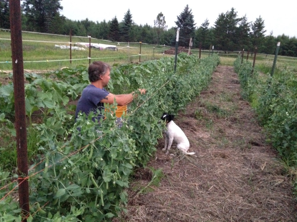 Widget begging for fresh picked peas