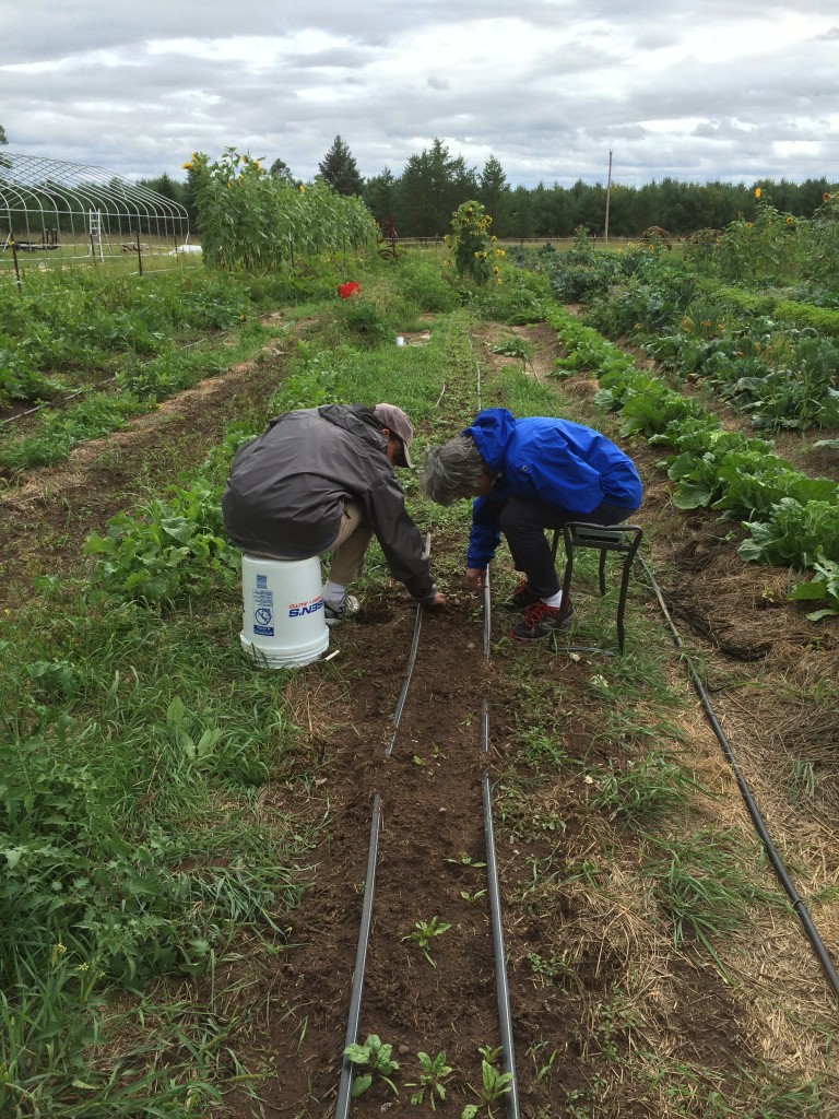 committing weed genocide in the Spinach row