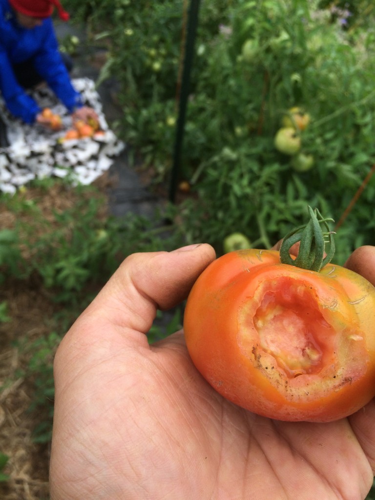 AAaaaagh VOLES! They are fueling new generations with ripe tomatoes now.