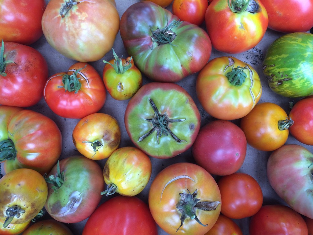 the pile of reject tomatoes (destined for sauce and juice and salsa and such)