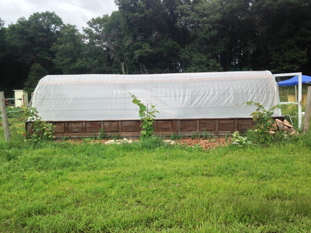 grape vines movin' on up