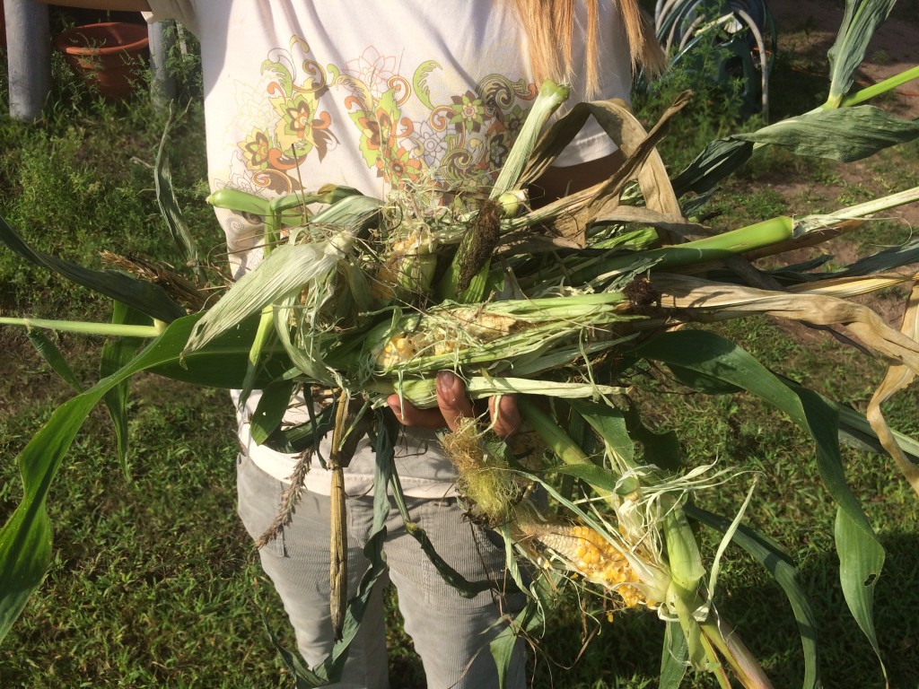 remains of raccoon-ravaged sweet corn