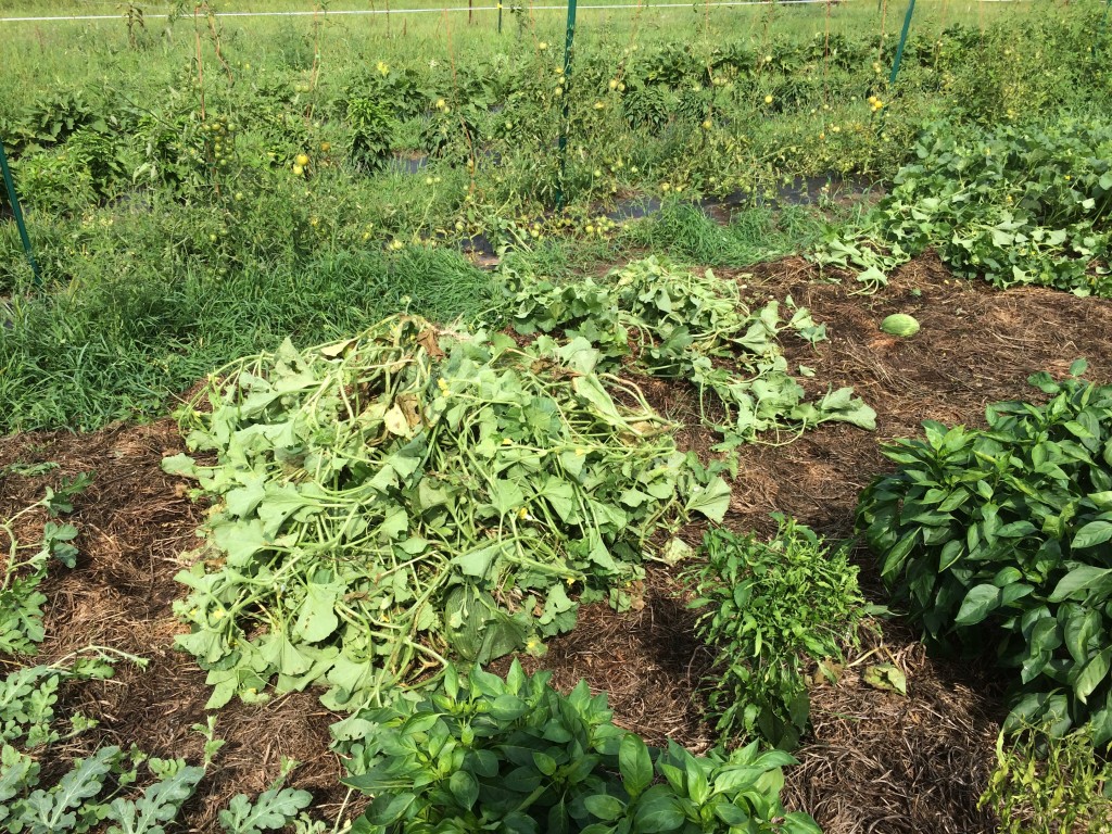 infected melon plants being removed