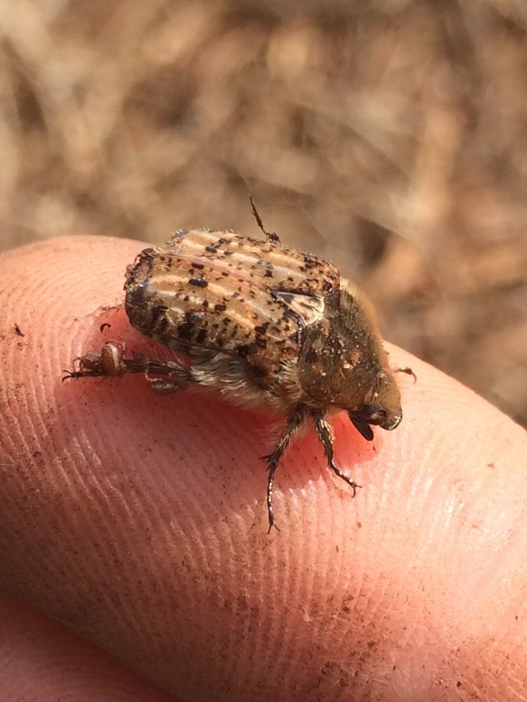 brown fruit chafer; Euphoria inda