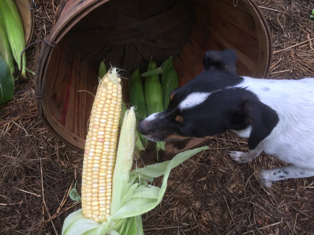 WIDGET VS MUTANT TWO-HEADED CORN