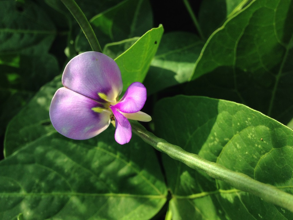 cowpea flower