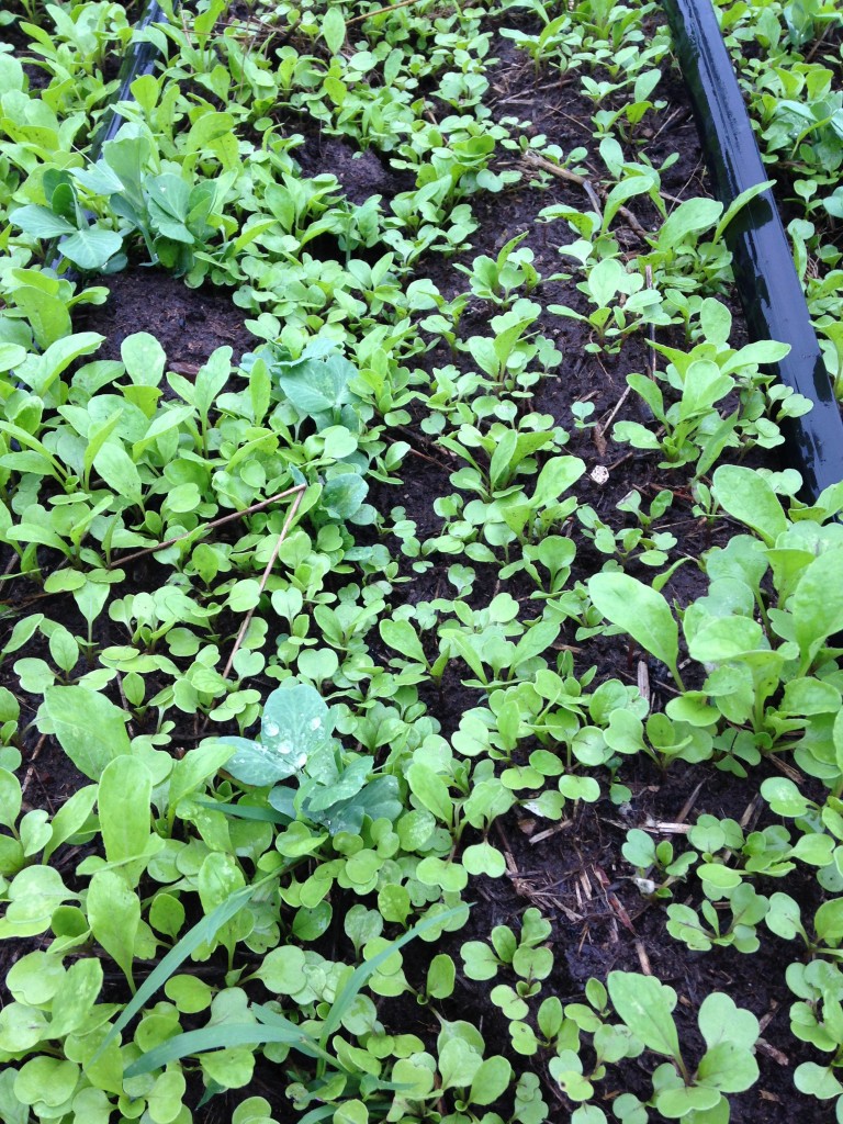 fall lettuce bed coming up